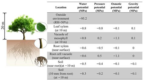 determination of water potential by gravimetric method|soil water potential chart.